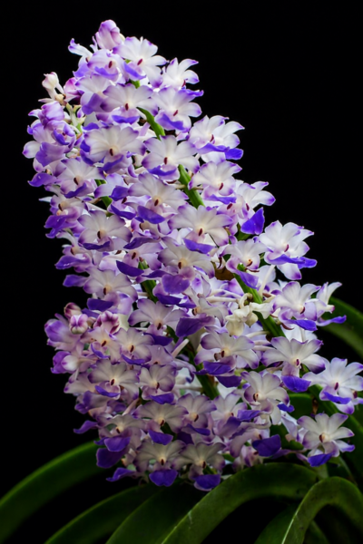 Rhynchostylis coelestis Blue