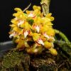 Robiquetia aberrans