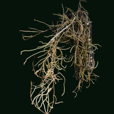 Microcoelia cornuta (Large Size)