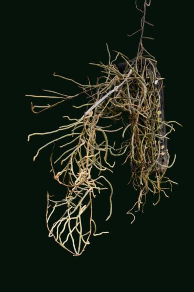 Microcoelia cornuta (Large Size)