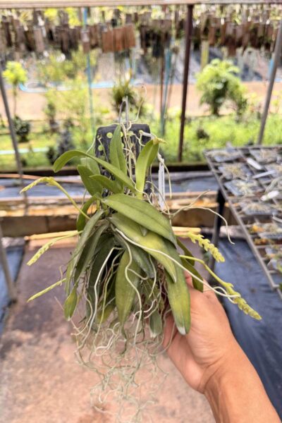 Thrixspermum raciborskii