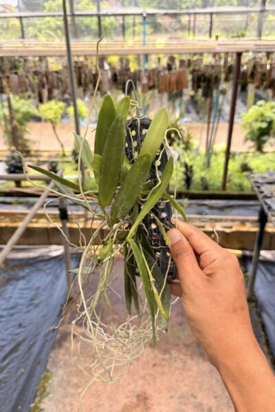 Thrixspermum raciborskii