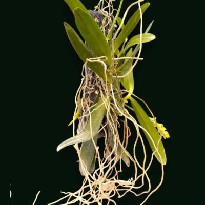 Thrixspermum raciborskii