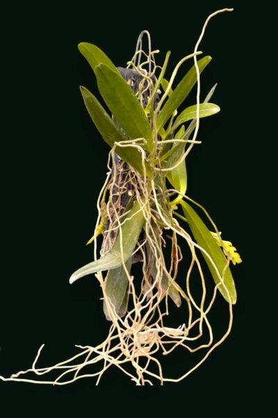 Thrixspermum raciborskii