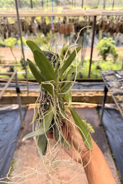 Thrixspermum raciborskii