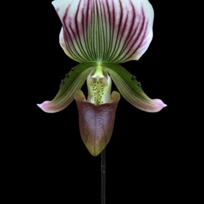 Paphiopedilum callosum
