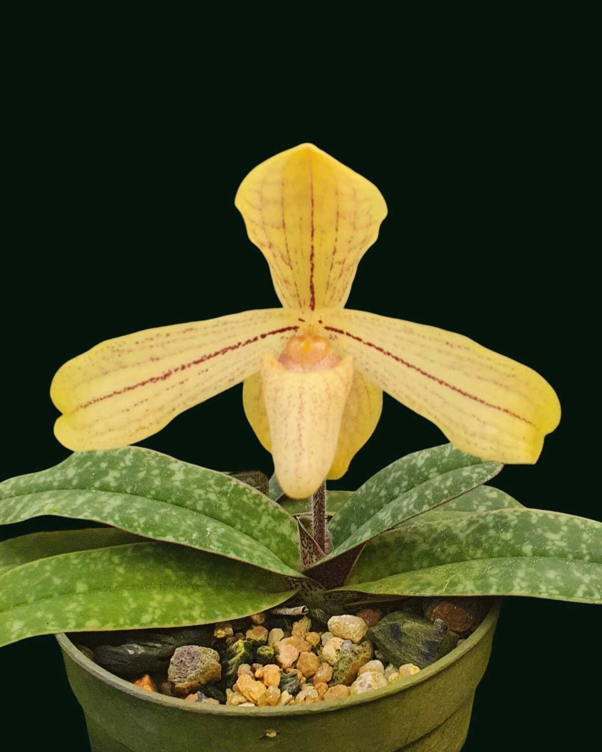 Paphiopedilum josianae - Paphiopedilum josianae - Image 4