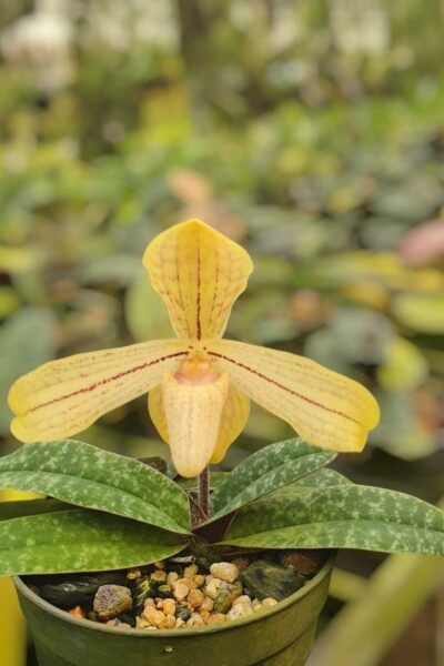 Paphiopedilum josianae