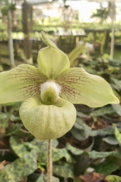 Paphiopedilum malipoense