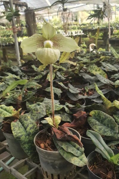Paphiopedilum malipoense