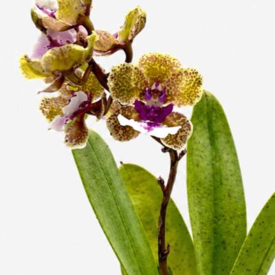 Trichocentrum Ollie Palmer Hybrid (Small Size)