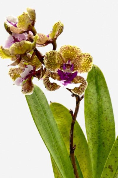 Trichocentrum Ollie Palmer Hybrid (Small Size)