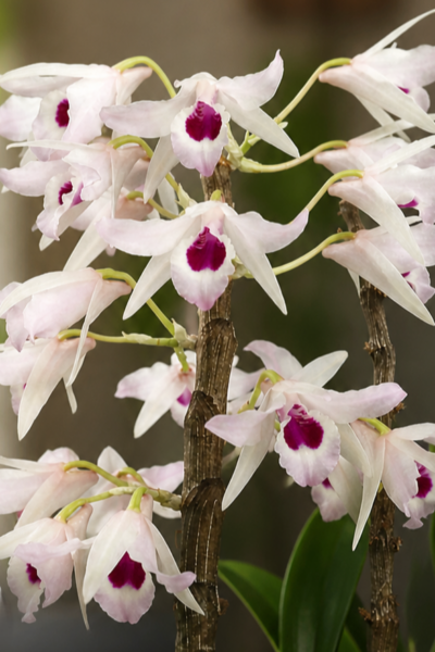dendrobium transparens