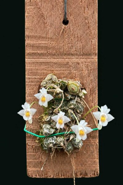 Dendrobium extinctorium