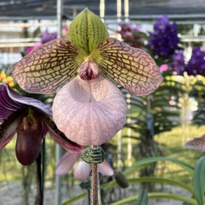 Paphiopedilum micranthum