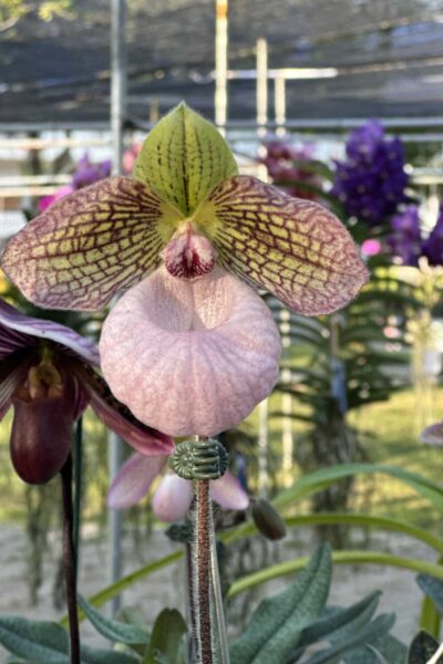 Paphiopedilum micranthum