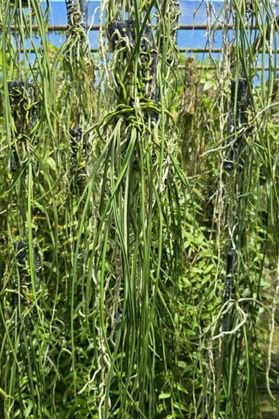 Seidenfadenia mitrata