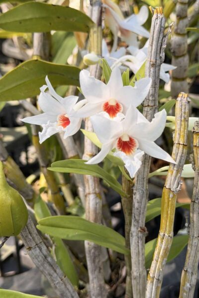 Dendrobium draconis – Rare Pendant Species Orchid