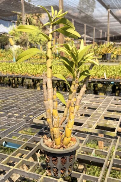 Dendrobium draconis – Rare Pendant Species Orchid