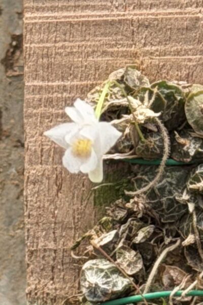 Dendrobium extinctorium