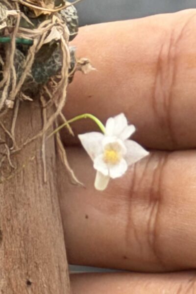 Dendrobium extinctorium