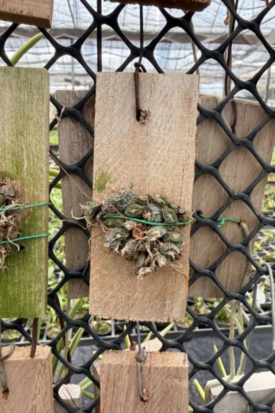 Dendrobium extinctorium