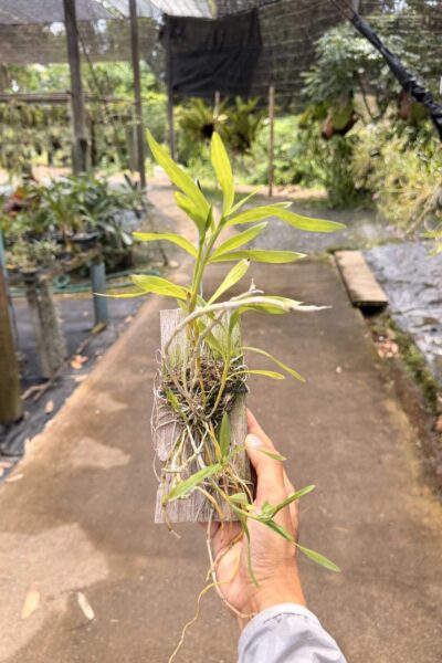 dendrobium transparens