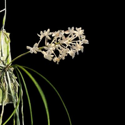 Seidenfadenia mitrata alba