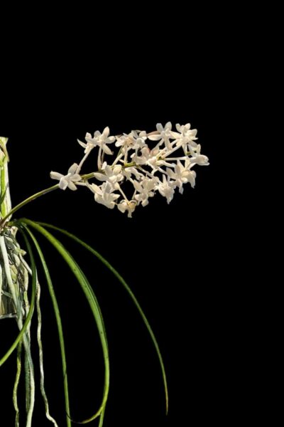 Seidenfadenia mitrata alba