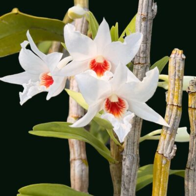 Dendrobium draconis
