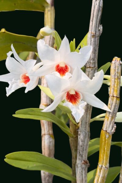 Dendrobium draconis – Rare Pendant Species Orchid