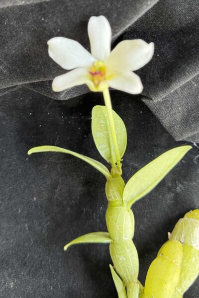 Dendrobium trantuanii alba single plant exact specimen
