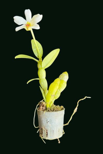 Dendrobium trantuanii alba single plant exact specimen
