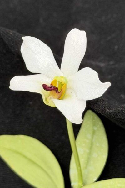 Dendrobium trantuanii alba single plant exact specimen