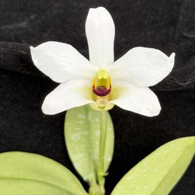 Dendrobium trantuanii Alba (1 Plant Available)