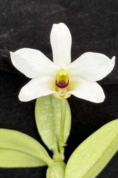 Dendrobium trantuanii alba single plant exact specimen