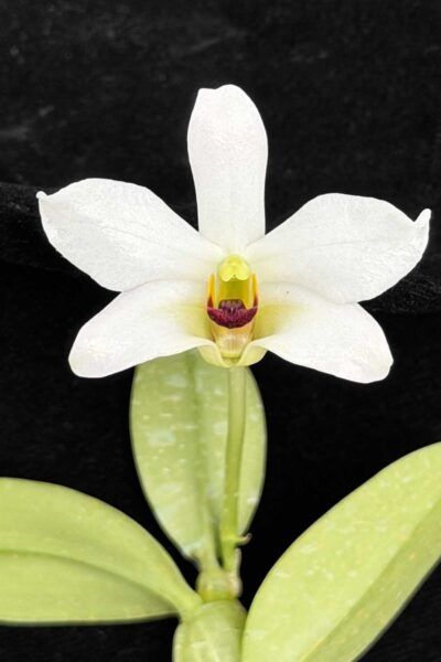 Dendrobium trantuanii alba single plant exact specimen