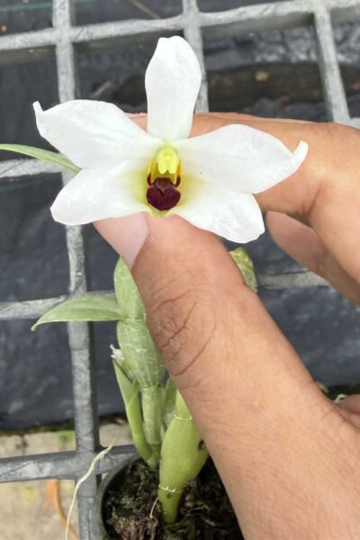Dendrobium trantuanii alba single plant exact specimen