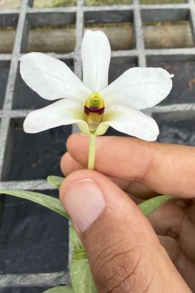 Dendrobium trantuanii alba single plant exact specimen