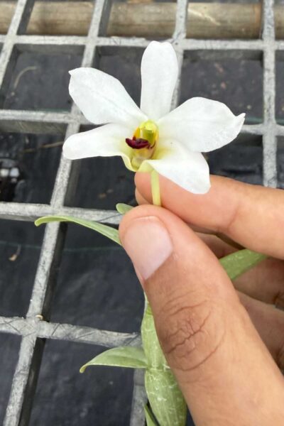Dendrobium trantuanii alba single plant exact specimen