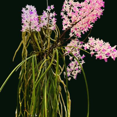 Seidenfadenia mitrata