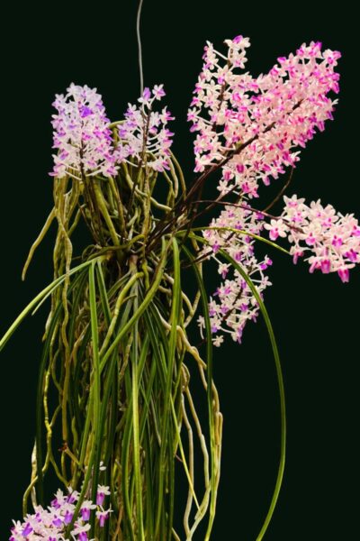 Home – Buy Online | Sib Orchid Seidenfadenia mitrata