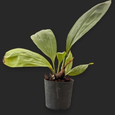 Stanhopea tricornis