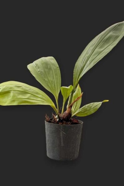 Stanhopea tricornis
