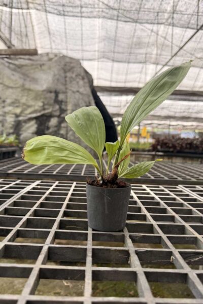 Stanhopea tricornis