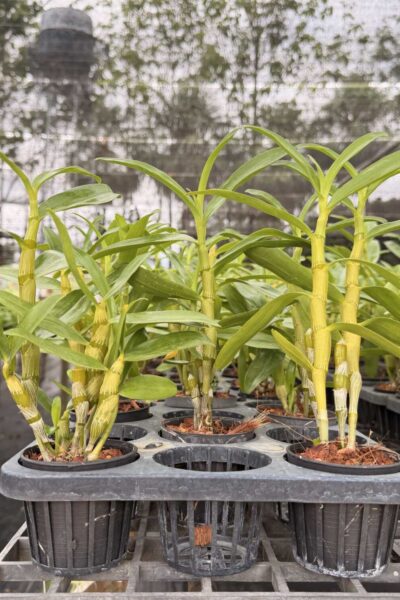 Dendrobium Rainbow Dance (Hybrid)