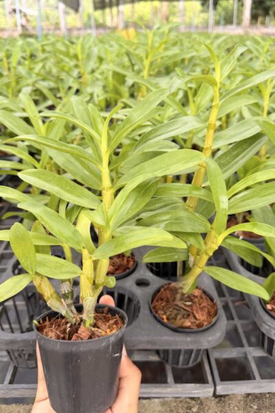 Dendrobium Rainbow Dance (Hybrid)