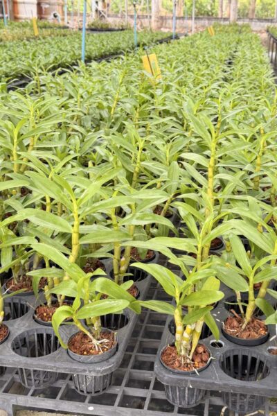 Dendrobium Rainbow Dance (Hybrid)