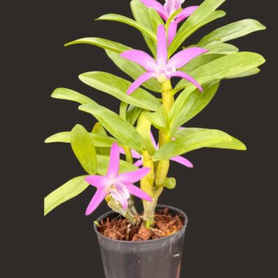 Dendrobium Rainbow Dance (Hybrid) (No89)