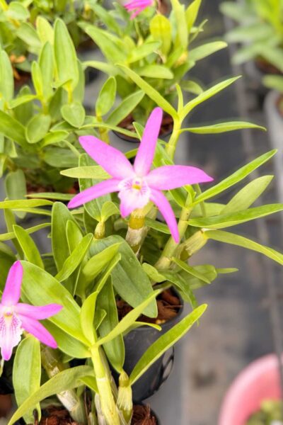 Dendrobium Rainbow Dance (Hybrid)